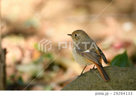 ジョウビタキの雌 ジョウビタキの雌 29264133