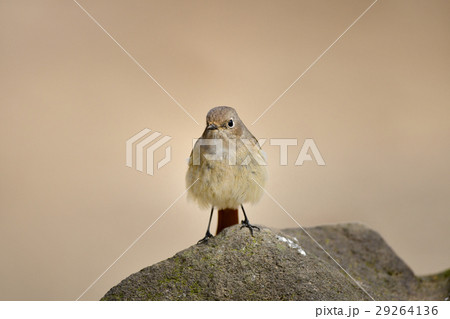 ジョウビタキの雌 29264136