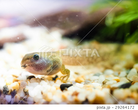 おたまじゃくし オタマジャクシ お玉杓子 29264172