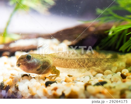 おたまじゃくし オタマジャクシ お玉杓子 29264175