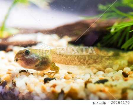 おたまじゃくし オタマジャクシ お玉杓子 29264176