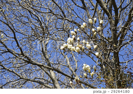 ハクモクレン（白木蓮） 29264180