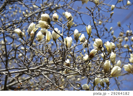 ハクモクレン（白木蓮） 29264182
