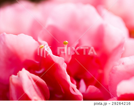 ツツジ つつじ 躑躅 29264216