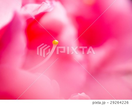 ツツジ つつじ 躑躅 29264226