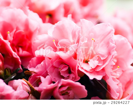 ツツジ つつじ 躑躅 29264227