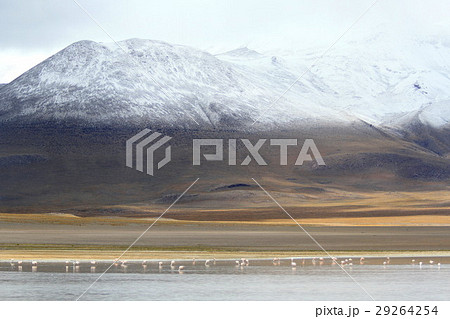 アタカマ 29264254