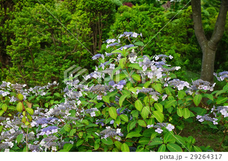 野趣あふれるアマチャ 29264317