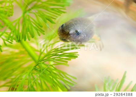 おたまじゃくし オタマジャクシ お玉杓子 29264388