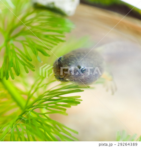 おたまじゃくし オタマジャクシ お玉杓子 29264389