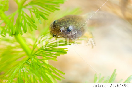 おたまじゃくし オタマジャクシ お玉杓子 29264390