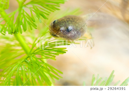おたまじゃくし オタマジャクシ お玉杓子 29264391