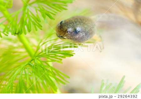 おたまじゃくし オタマジャクシ お玉杓子 29264392