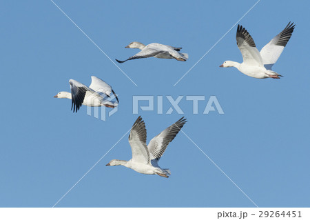 ハクガン飛翔(白雁) 29264451