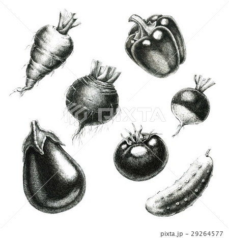 Vegetables. Hand-drawn sketches Vegetables. Hand-drawn sketches 29264577
