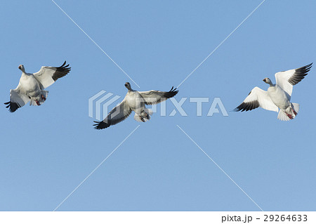 ハクガン飛翔(白雁) ハクガン飛翔(白雁) 29264633