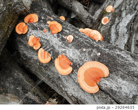 広葉樹の枯木に生えた朱色のヒイロタケ 29264635