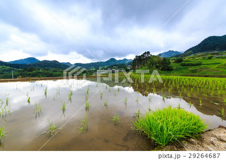 鬼木棚田　水張り風景 29264687
