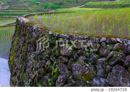 鬼木棚田 水張り風景 鬼木棚田 水張り風景 29264729