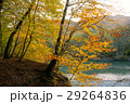Trees with yellow foliage over mountains river 29264836