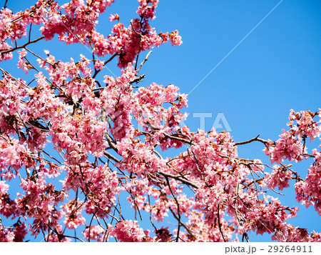 桜 さくら サクラ 29264911