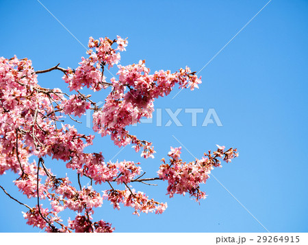 桜 さくら サクラ 29264915