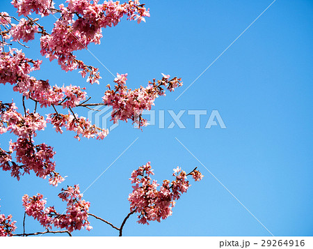 桜 さくら サクラ 29264916