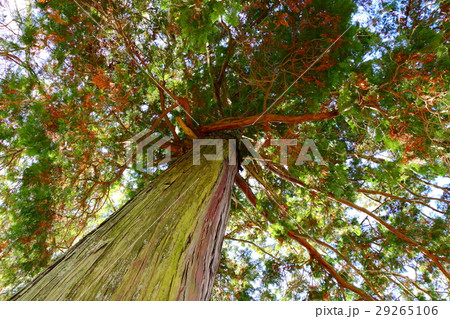 巨木を見上げる 巨木を見上げる 29265106