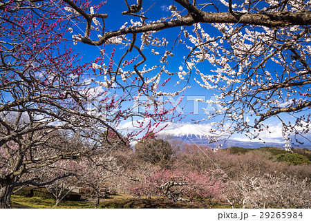岩本山公園 29265984