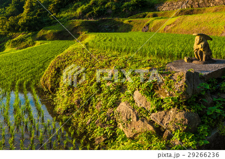 池田湖畔 新永吉の棚田 29266236