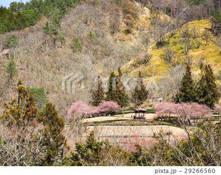 桜 さくら サクラ 29266560