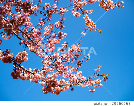 桜 さくら サクラ 29266568