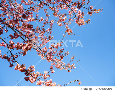 桜 さくら サクラ 29266569