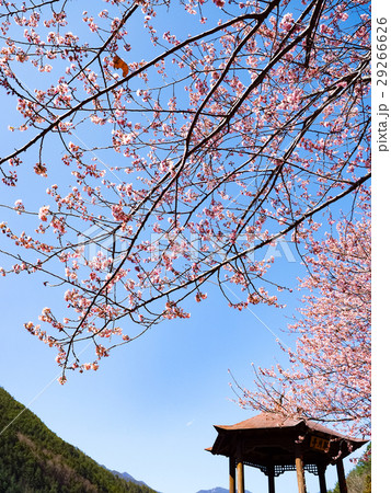 桜 さくら サクラ 29266626