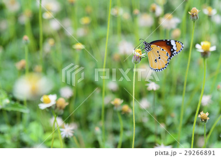 The butterfly 29266891