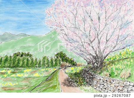 陽だまりの桜のイラスト素材