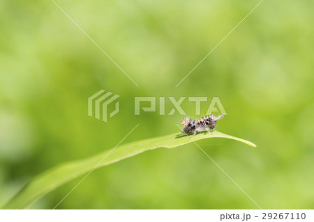 The baby brown grasshopper  29267110