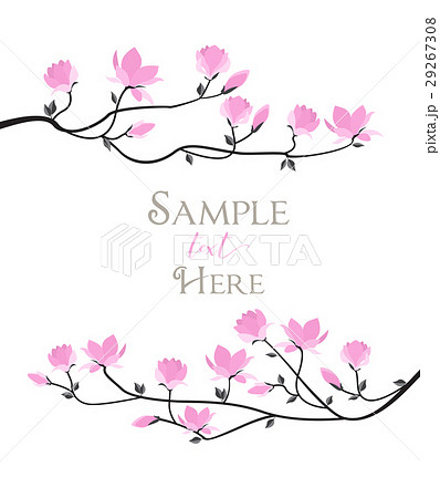Vector magnolia flowers Vector magnolia flowers 29267308