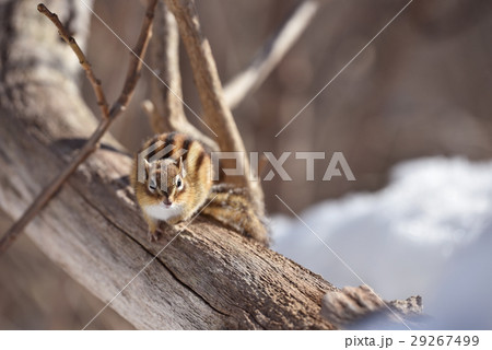 エゾシマリス エゾシマリス 29267499