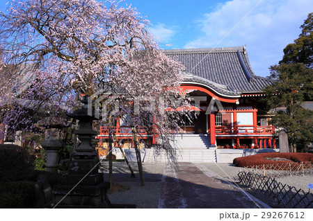 本堂と枝垂れ梅のコラボレーション 29267612