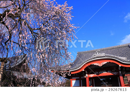 本堂と枝垂れ梅のコラボレーション 29267613