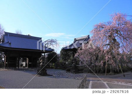 青空背景の山門と枝垂れ梅 29267616