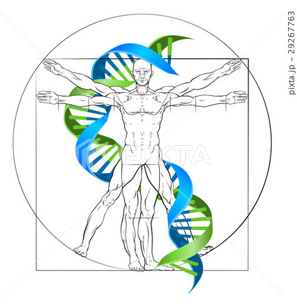 Vitruvian Man DNA Vitruvian Man DNA 29267763