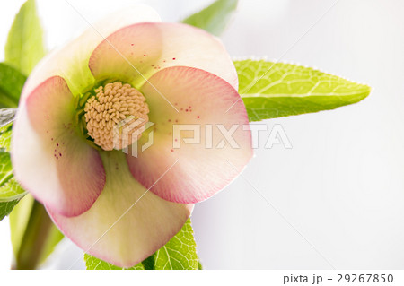 クリスマスローズ 29267850