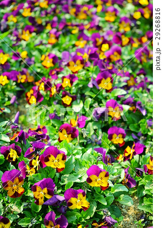 ビオラの花壇6 ビオラの花壇6 29268816
