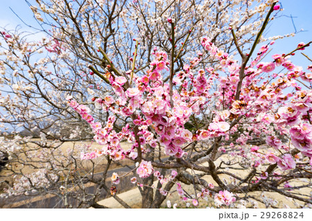 紅梅と白梅 29268824