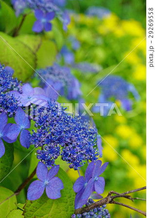 素朴な美しさヤマアジサイ 素朴な美しさヤマアジサイ 29269558