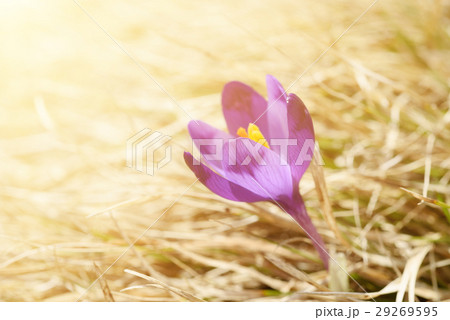 Spring crocus flower Spring crocus flower 29269595