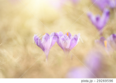 Spring crocus flowers Spring crocus flowers 29269596