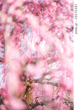 鈴鹿の森庭園　しだれ梅 29270387